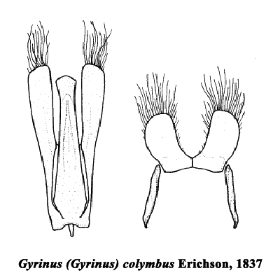 colymbus