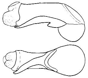 Staphylinus dimidiaticornis