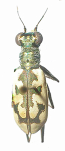 Cephalota (Taenidia) elegans (Fischer von Waldheim, 1823)