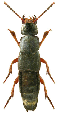 Platydracus fulvipes