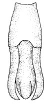 Trox hispidus