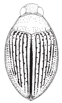 Haliplius immaculatus