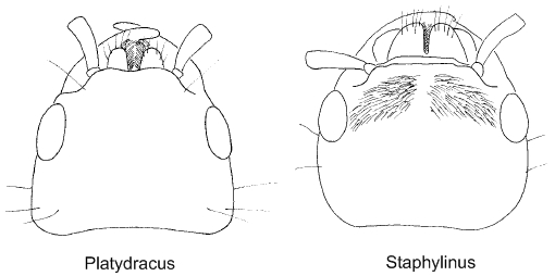Platydracus_Staphylinus
