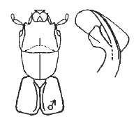 Platystethus spinosus