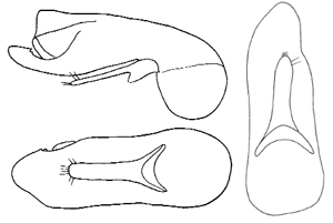 Platydracus stercorarius