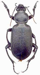 Calosoma (Campalita) auropunctatum