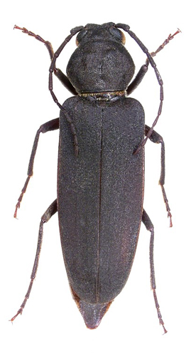 Arhopalus ferus