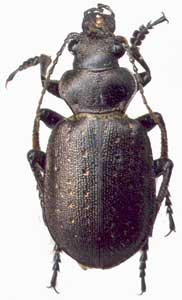 Calosoma (Charmosta) investigator