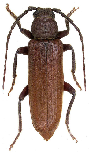 Arhopalus rusticus